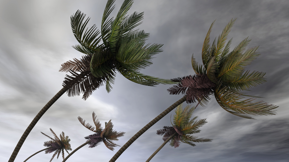 storm weather palms